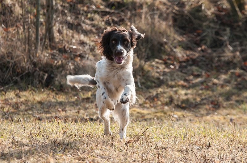 Un cane che corre nel bosco