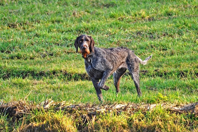 Cane nel prato