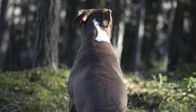 donna-cerca-di-uccidere-il-suo-cane-nella-foresta 3