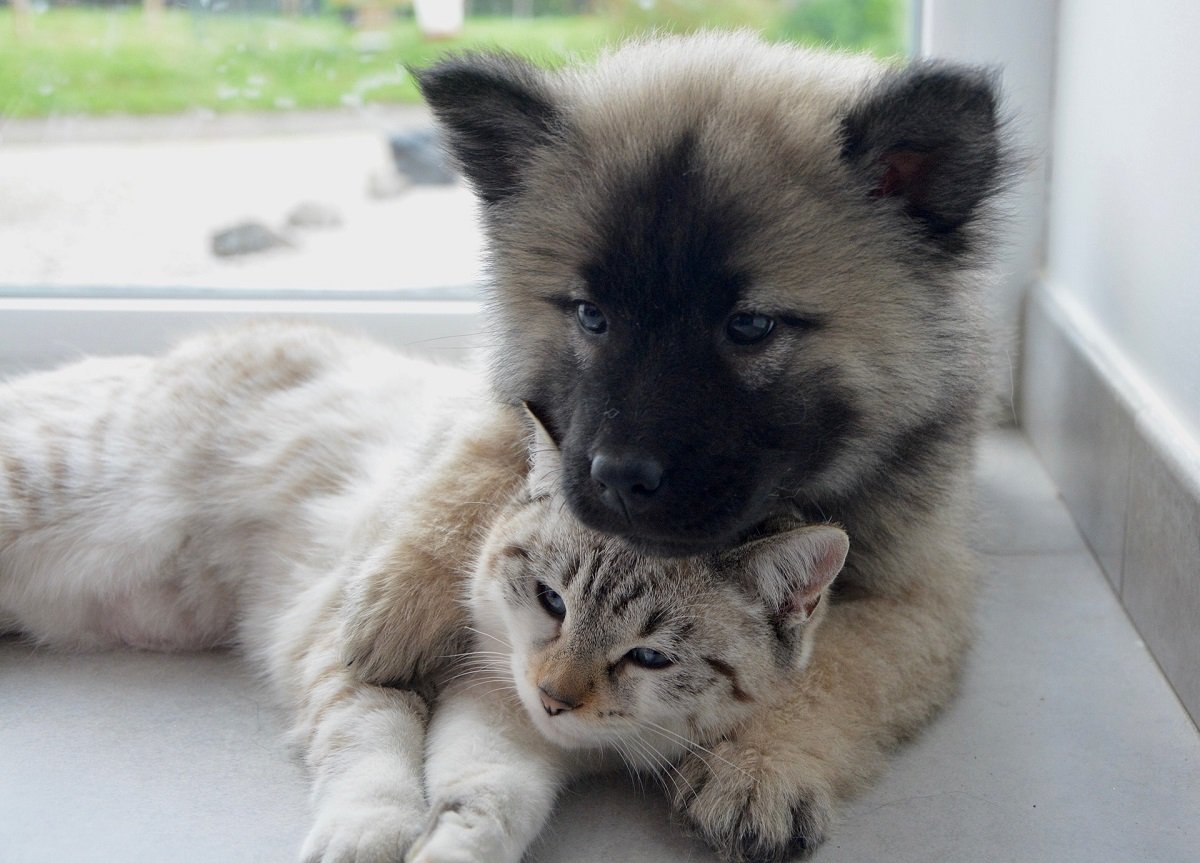 Cucciolo di cane con gattino