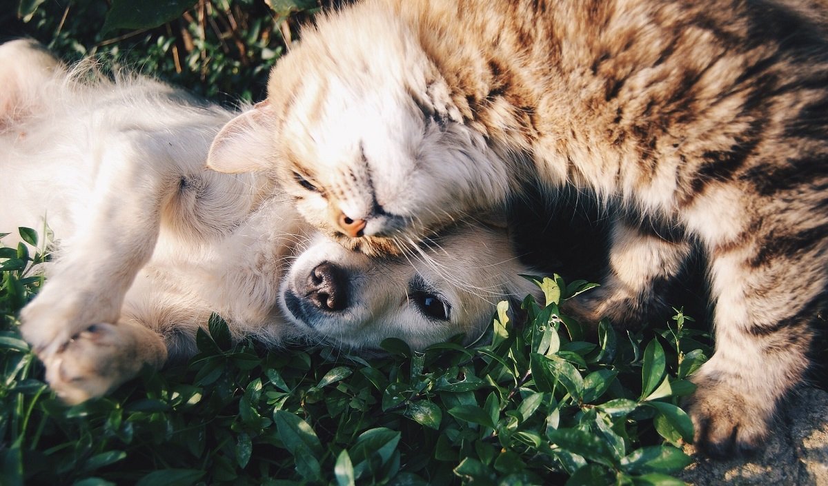 Gatto che fa le coccole al cane