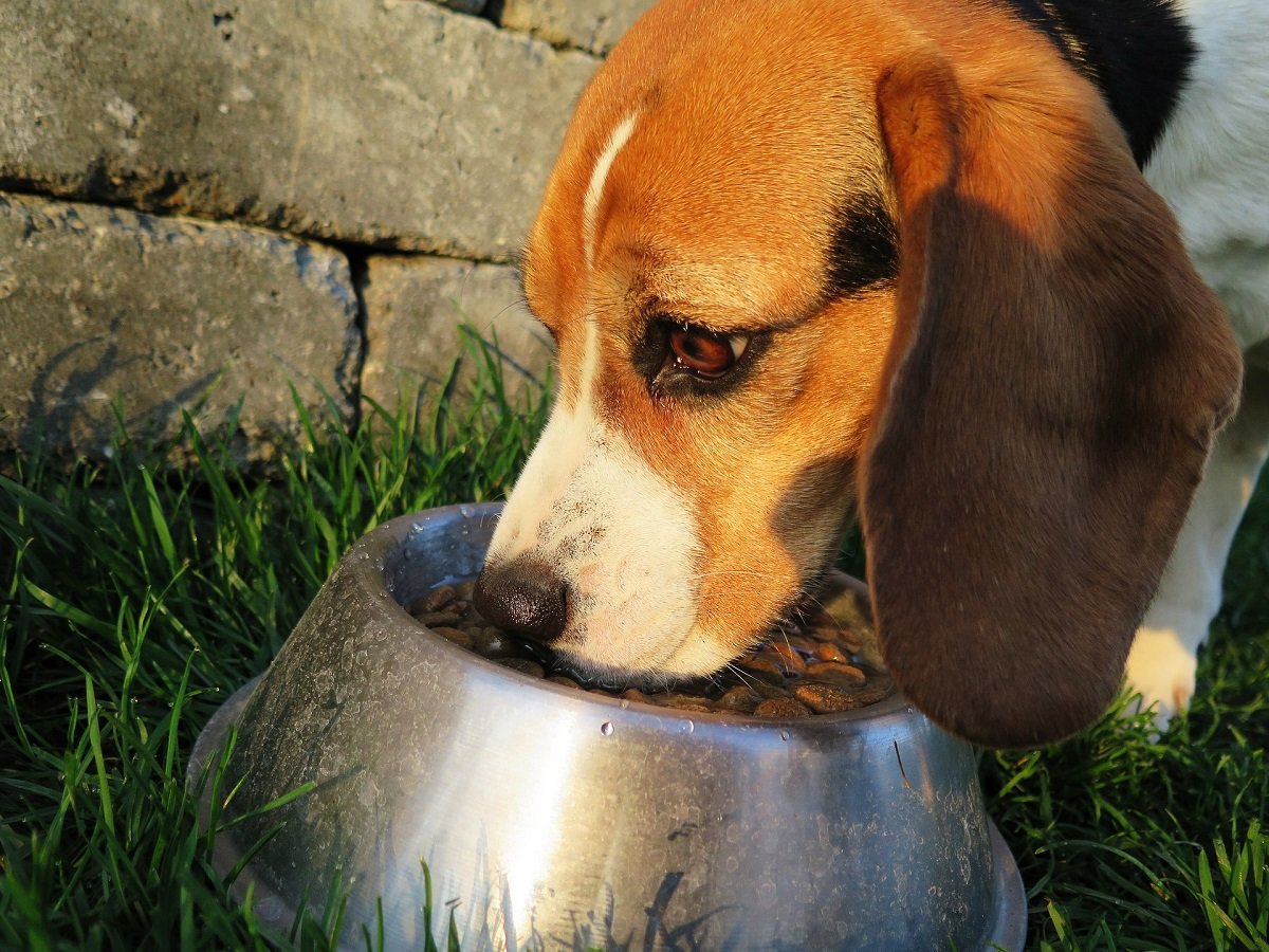 Beagle che mangia