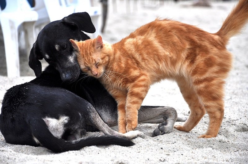 Gatto rosso che si struscia su un cane nero