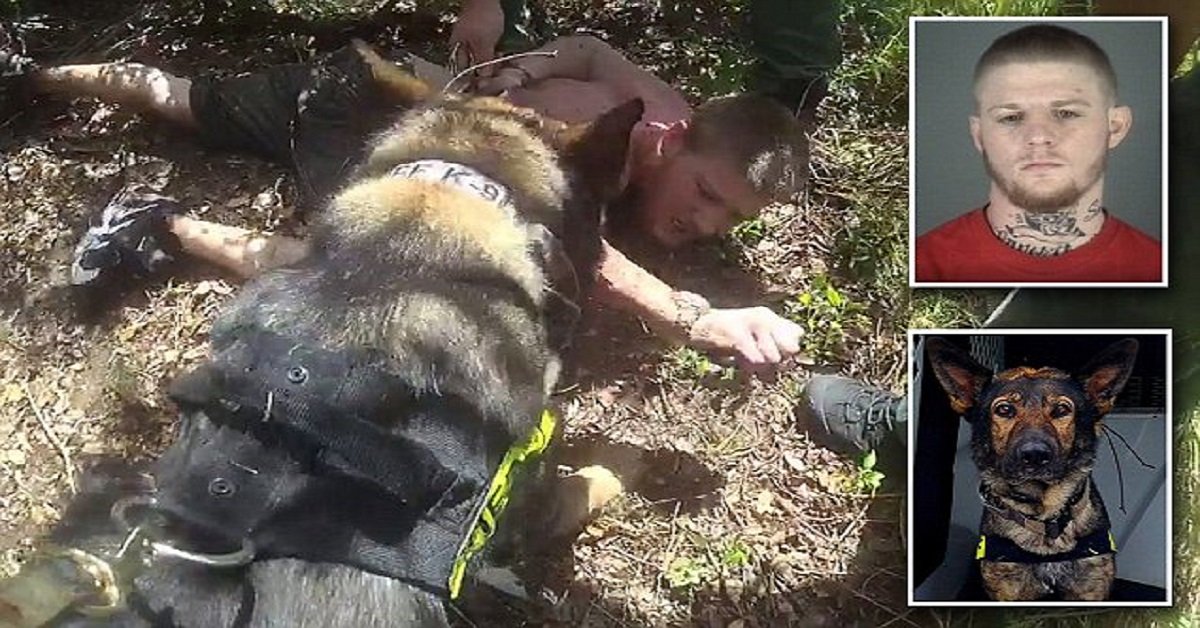 Cane poliziotto ferma un uomo che ha tentato di rapire una bambina