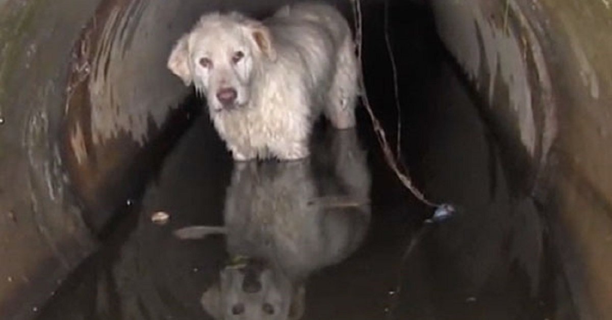Il salvataggio del cane rifugiato in una fogna a Dej