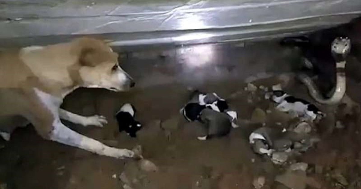 Madre coraggiosa cerca di salvare i suoi cuccioli da un velenoso cobra