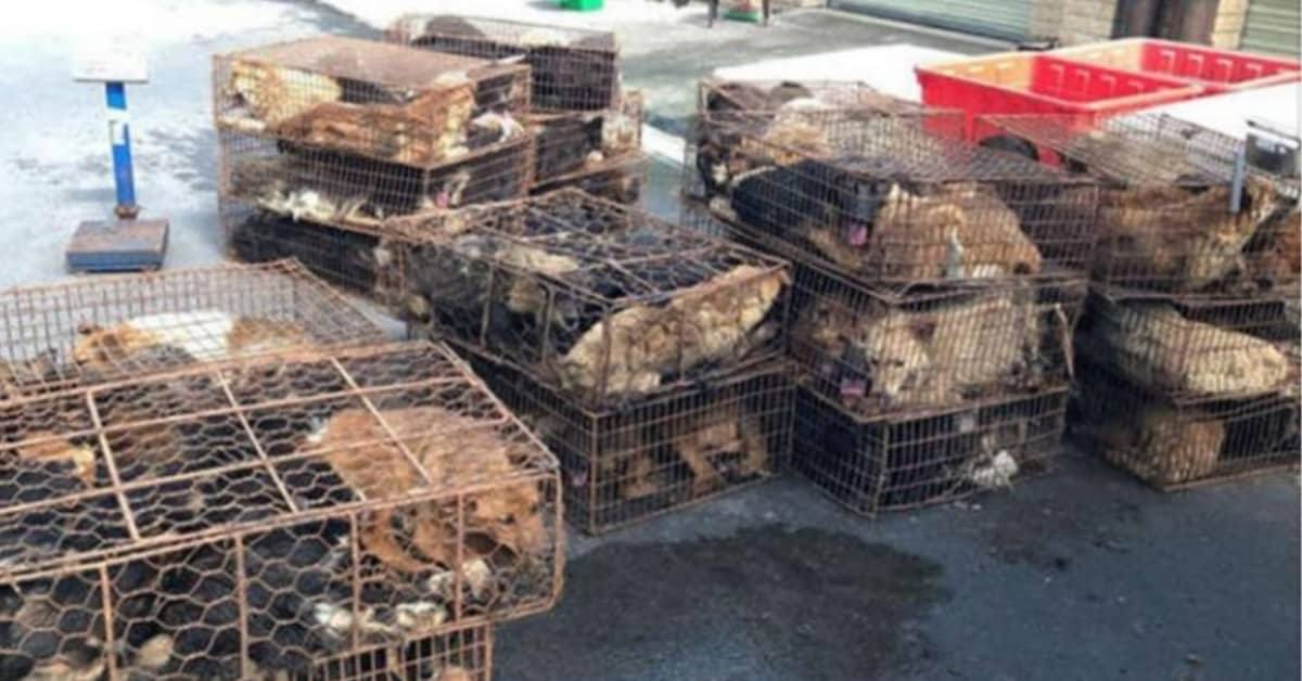 Attivisti fermano un camion con 202 cani destinati al macello