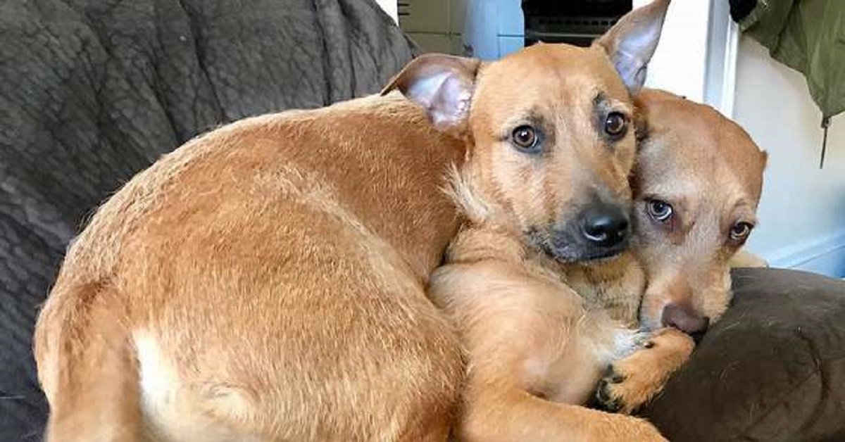 Trova un amico nel canile e lo porta a casa