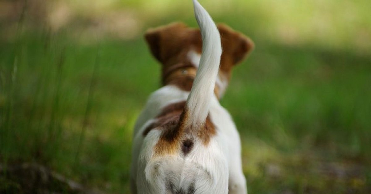 Cosa significa davvero la coda scodinzolante di un cane