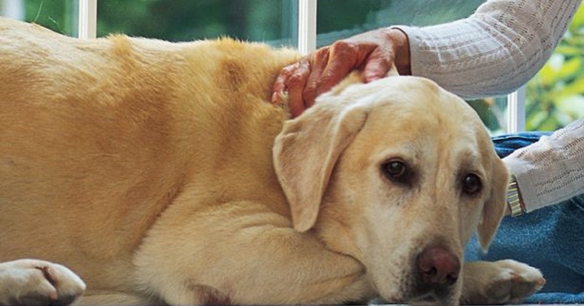 Cosa fanno i cani prima di morire