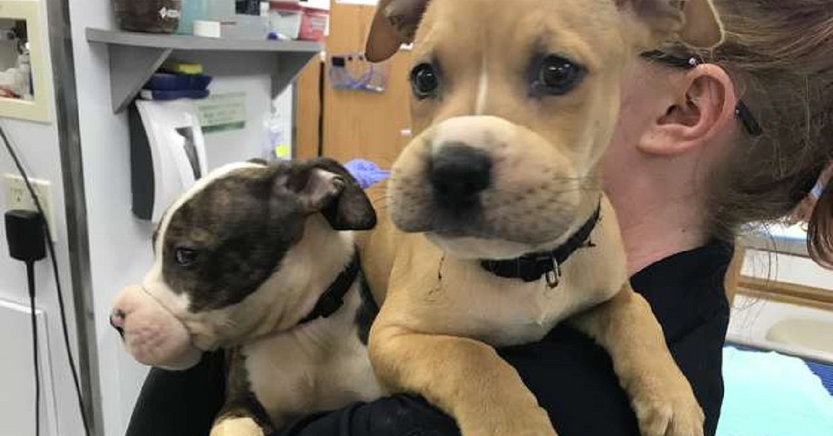 Cuccioli trovati con un elastico intorno al muso sono felici di incontrare i loro soccorritori