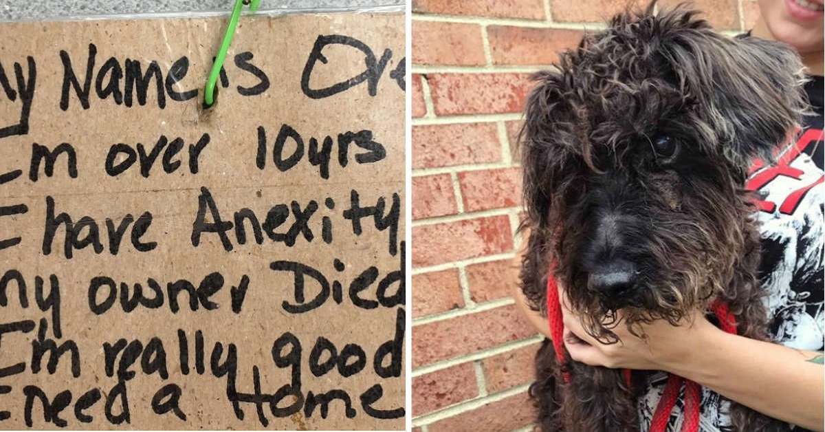 Cane anziano legato ad un palo sulla strada con un biglietto che rivela il suo passato