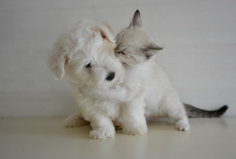 Cucciolo di cane e gattino che giocano insieme