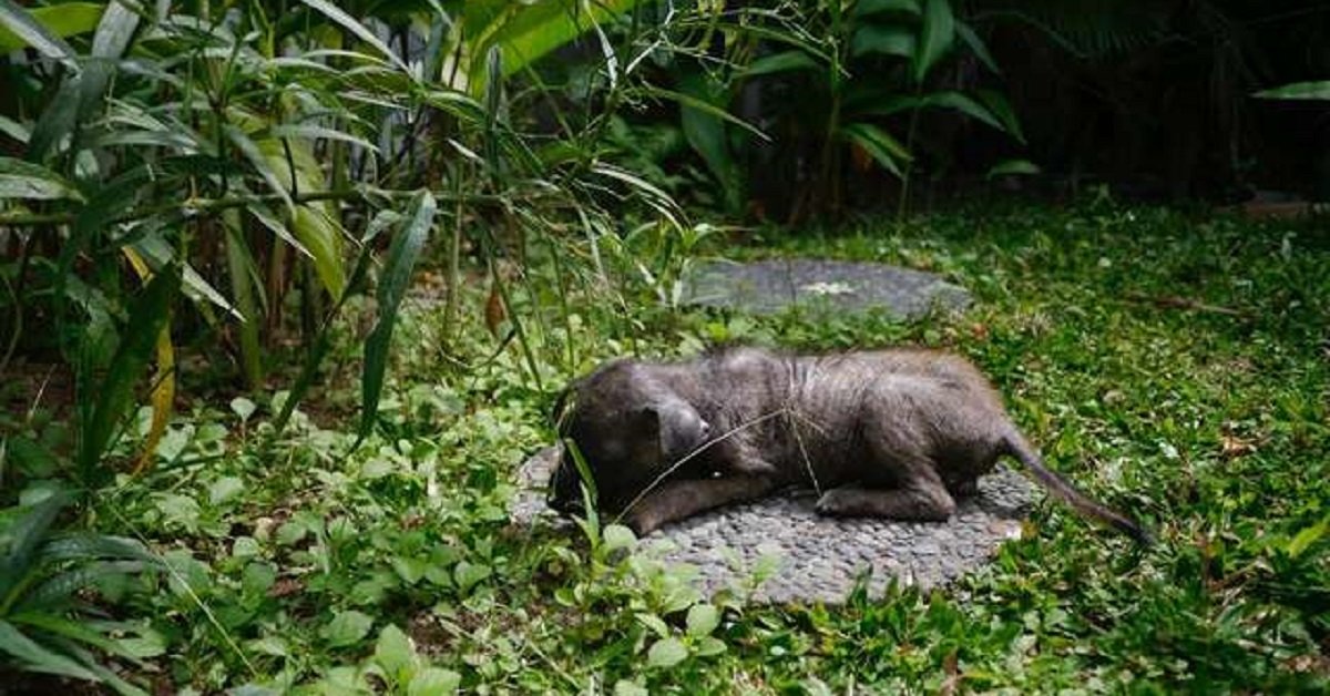 Un piccolo cucciolo che si nascondeva nell’erba è stato salvato da una coppia