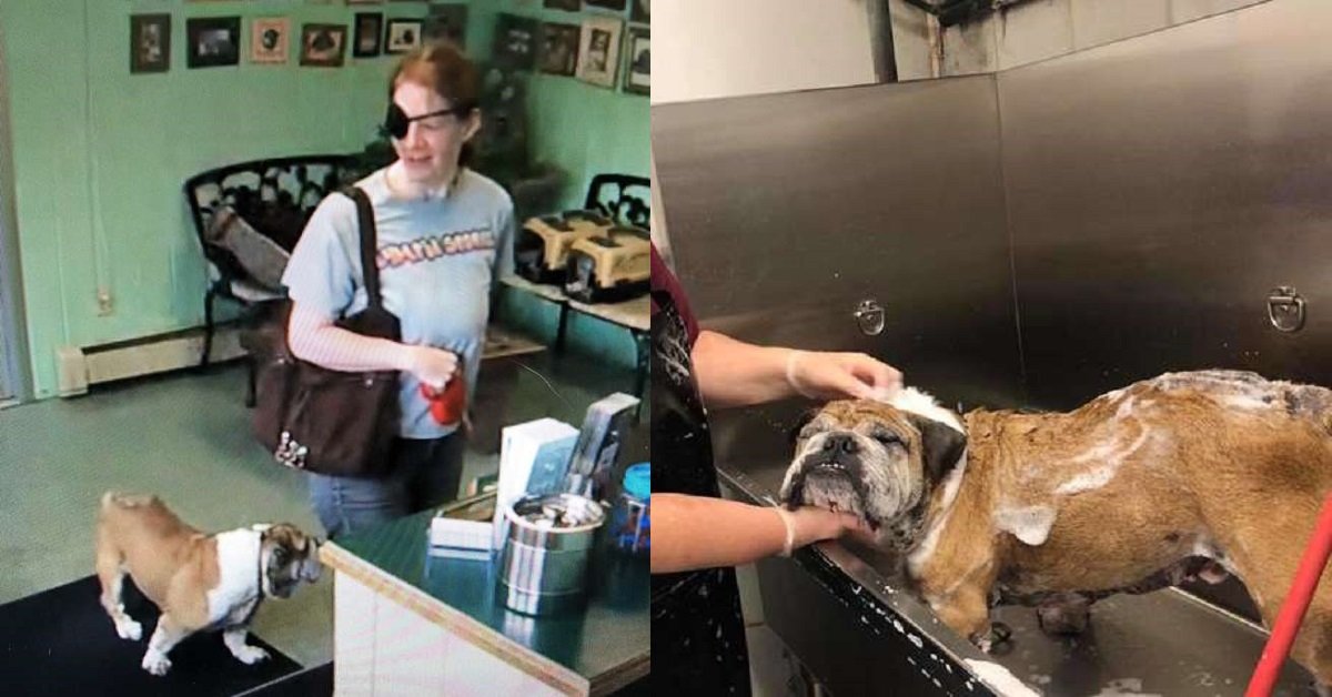 Donna porta il cane malato dal toelettatore e non torna più indietro