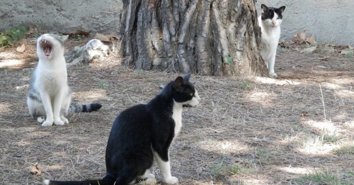 Morire di fame: ecco cosa rischiano questi 3 gatti di Viareggio