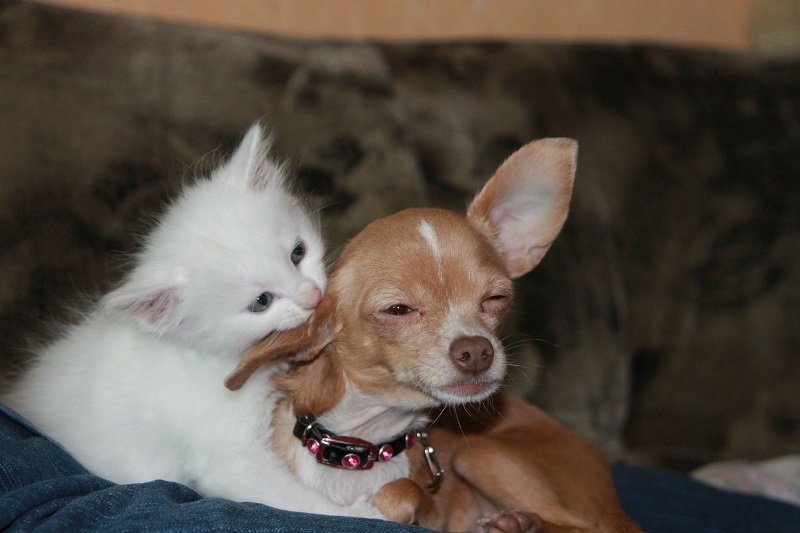 Gattino che importuna un Chihuahua