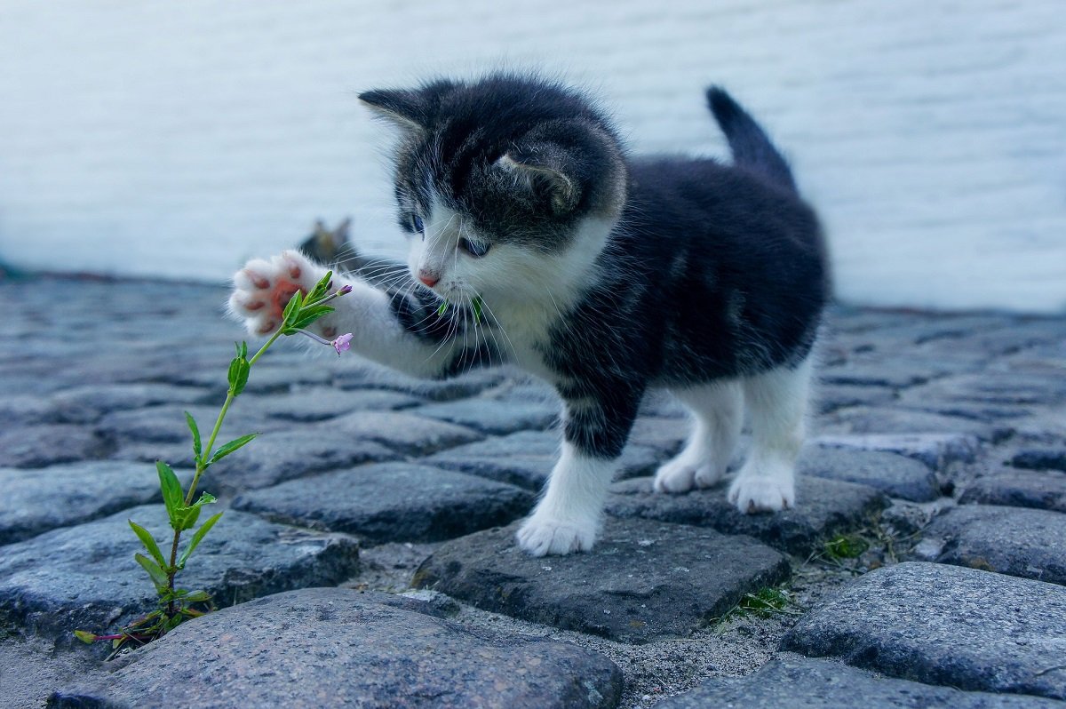 Gattino che gioca con un fiore