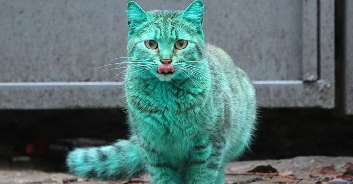 Questo gatto randagio è accidentalmente diventato verde