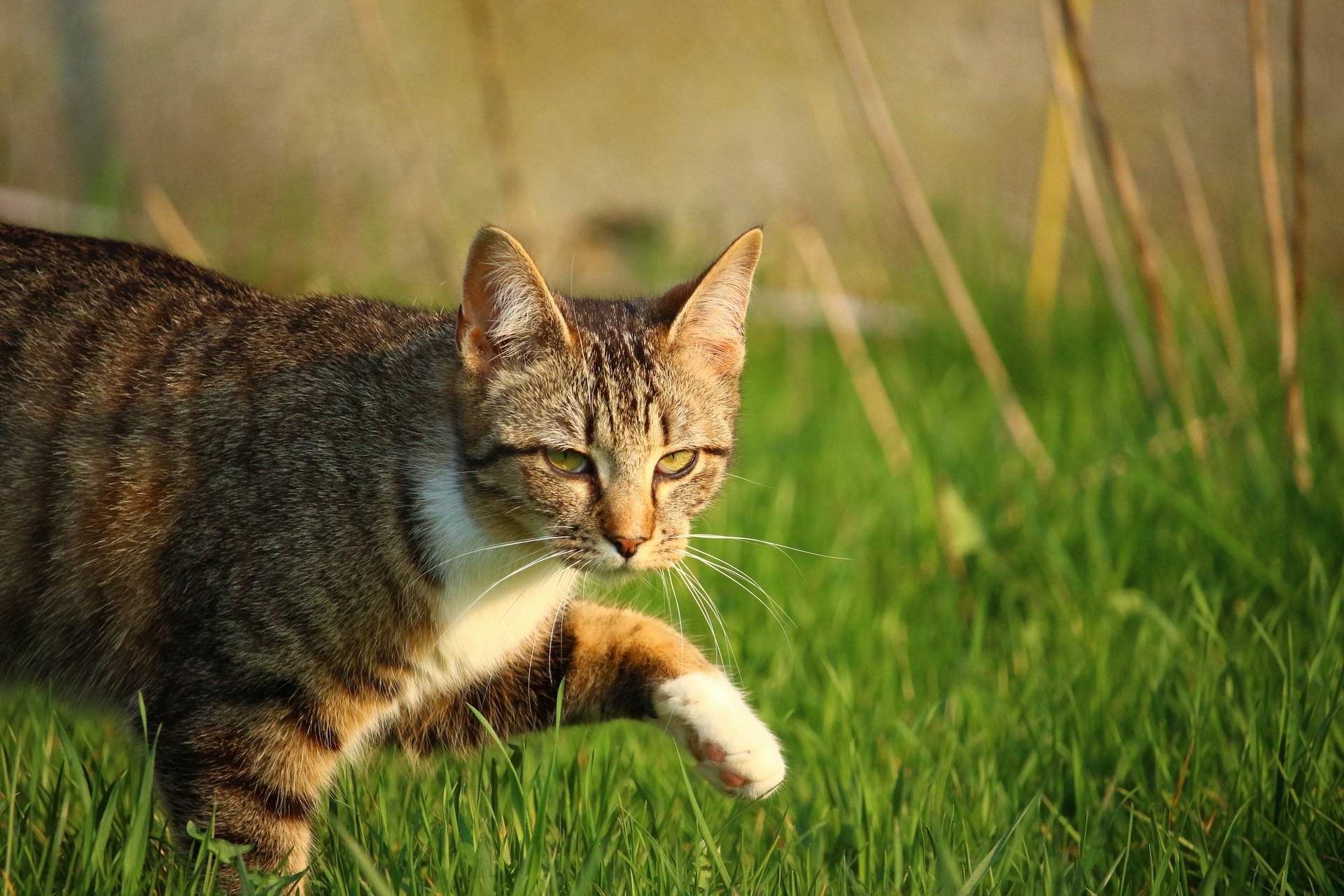 Gatto a spasso