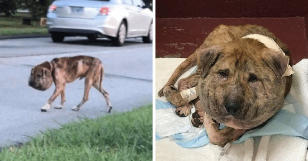 Trovato con un laccio intorno al collo, Gus oggi ha una nuova vita