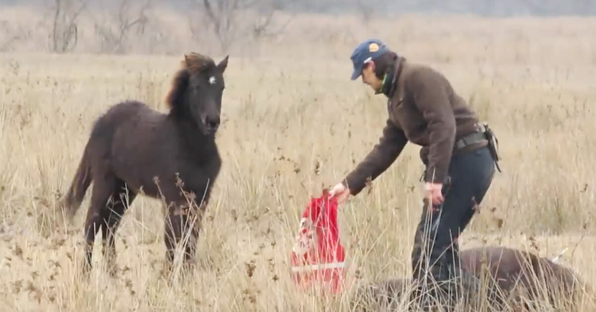 Il salvataggio del cavallo e il meraviglioso ringraziamento al suo eroe