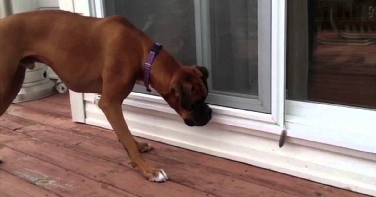 Il cane si comporta strano e il motivo è una piuma