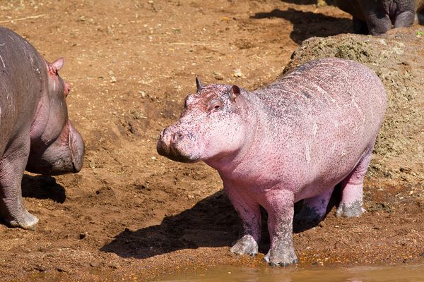 Ippopotamo Rosa Fotografato In Zambia Bigodino