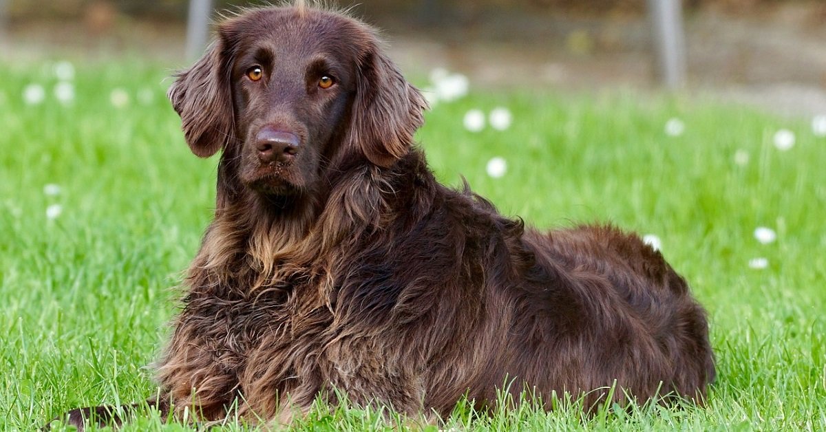 Pedigree cane. Ecco cosa c’è da sapere su questo argomento