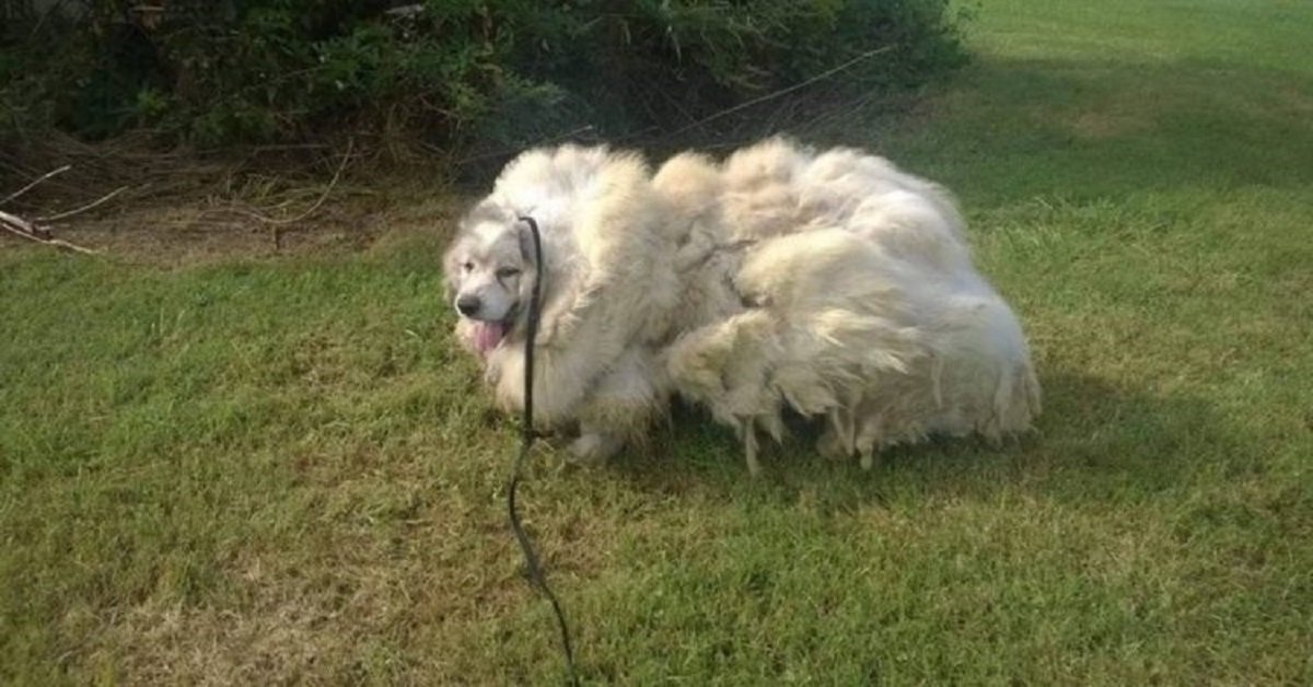 Lazaro il cane pecora