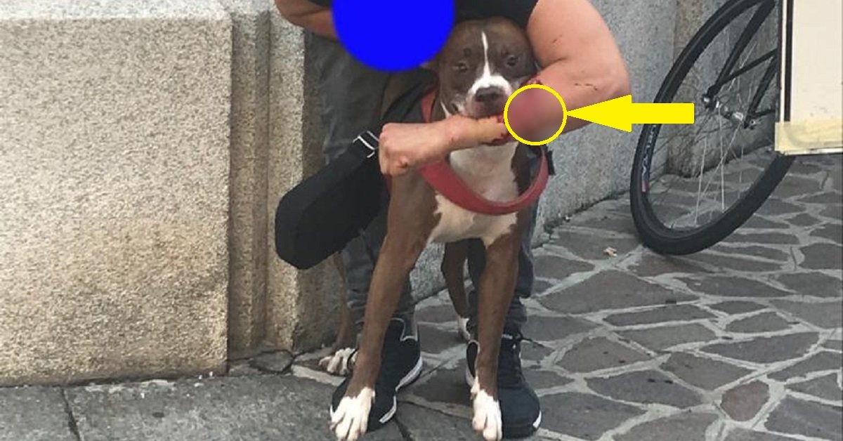 Mantova. Un pitbull morde il braccio del suo proprietario