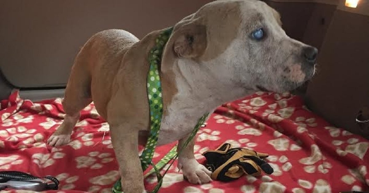 La pitbull continuava a scappare da casa e, alla fine, i volontari hanno capito perché