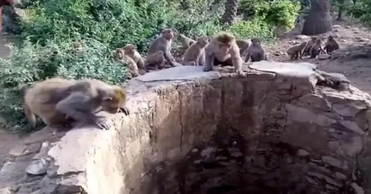 Il salvataggio delle scimmie