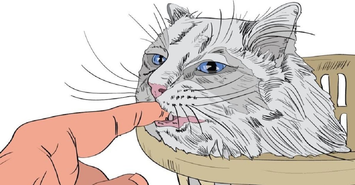 10 segnali che il tuo gatto ti ama davvero