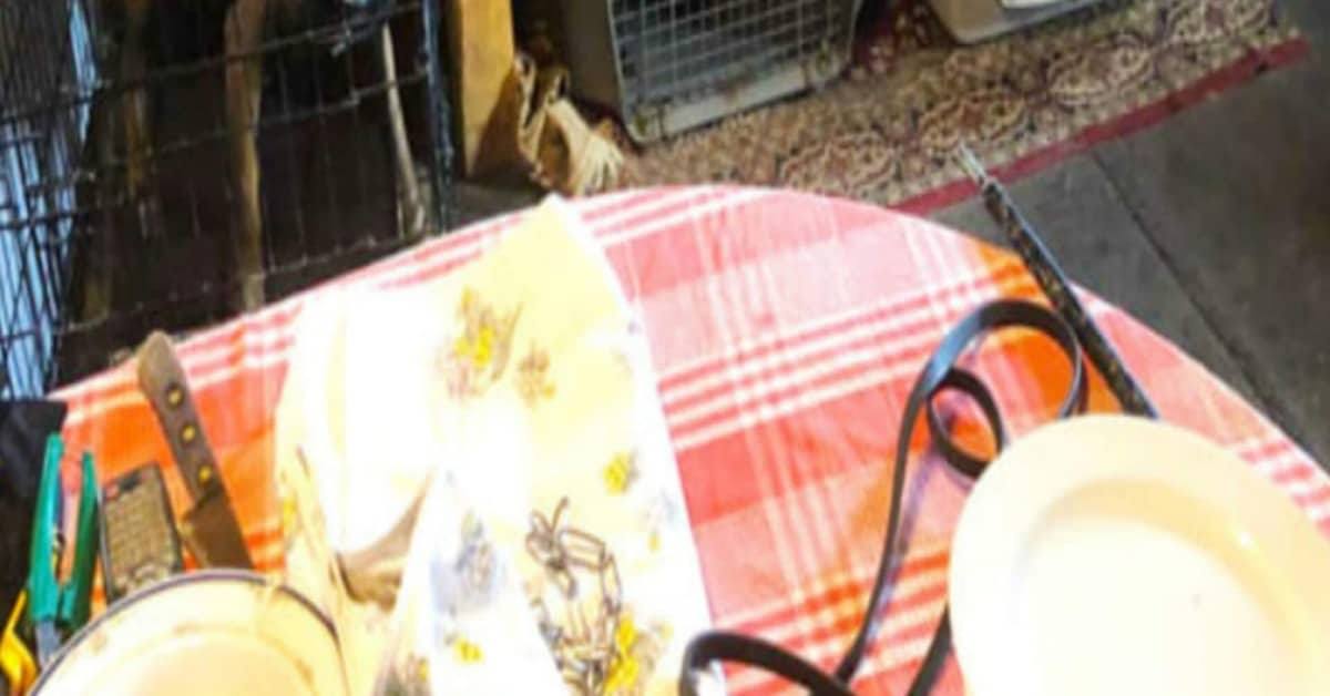 Sequestro di cani a Udine, si vede la tavola ma