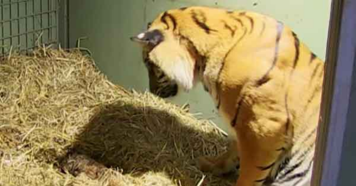 Tigre da alla luce il suo piccolo senza vita, ma poi l’istinto materno vince