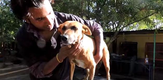 il-salvataggio-del-cagnolino-caduto-nel-pozzo 2