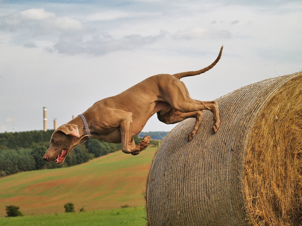 Un Weimaraner in azione