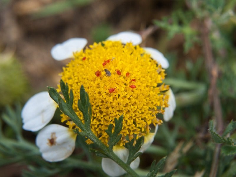 Adulto di Trombicula autumnalis