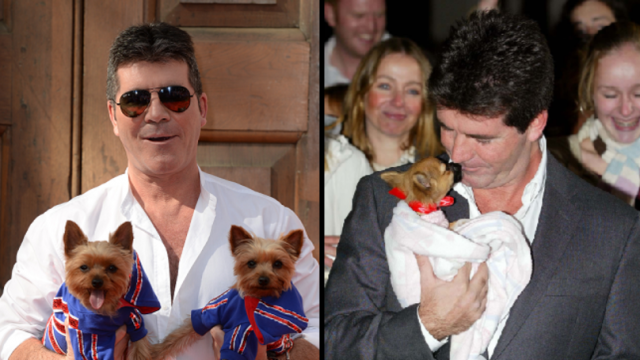 la-donazione-di-Simon-Cowell-per-la.fattoria-di-cani 1