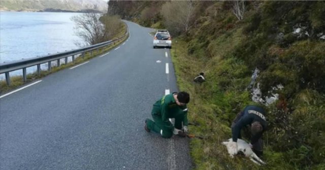 la-strage-di-capre-che-ha-lasciato-tutti-scioccati