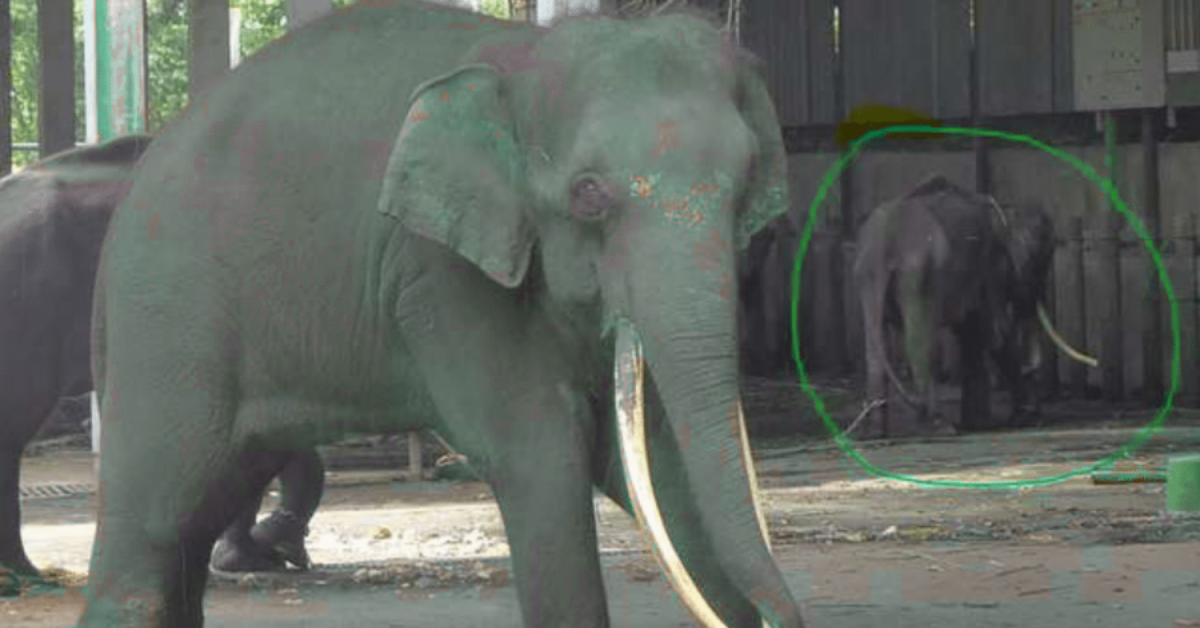Elefanti incatenati in Malesia costretti a vivere tra gli escrementi