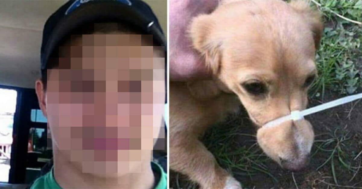 Il post del ragazzo diventa virale, dopo il maltrattamento che ha fatto al cagnolino