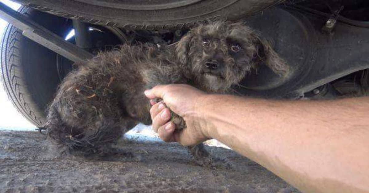 La cagnolina che stava per essere salvata, ma che aveva un segreto…