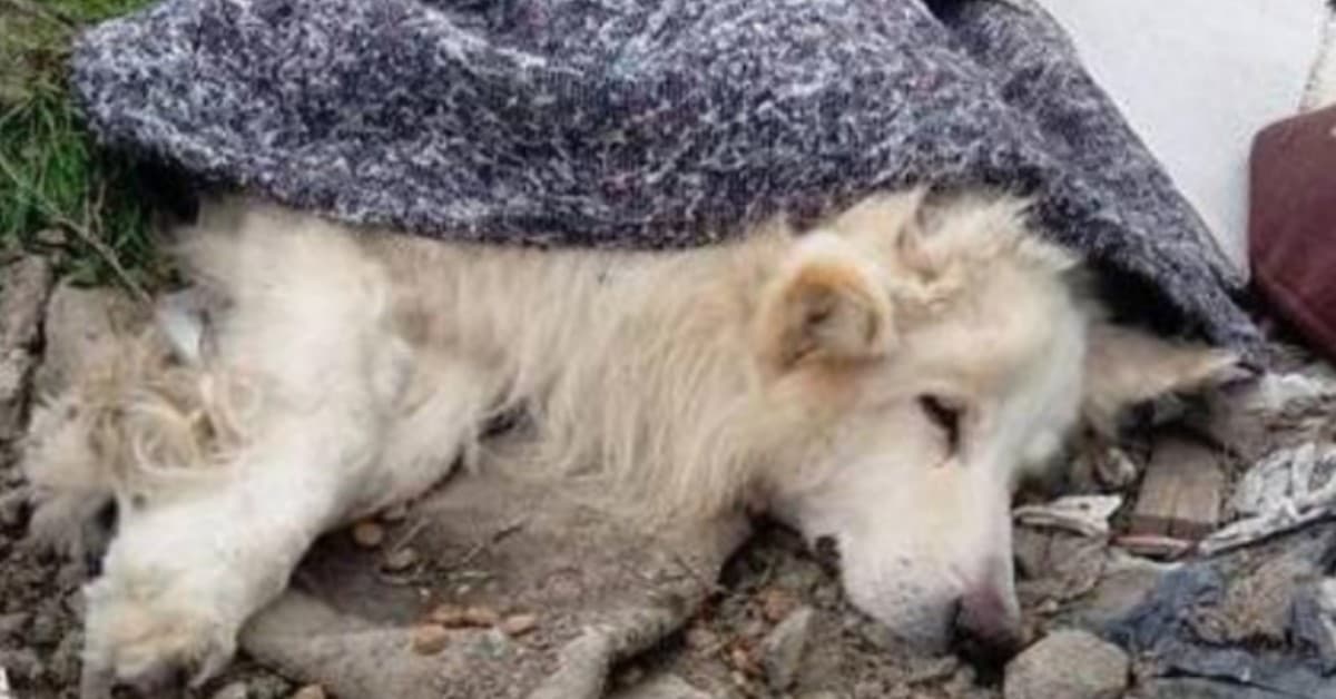 Il triste abbandono di Max