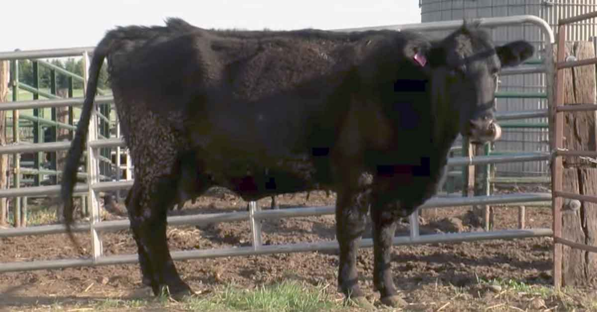Contadino pensa che la mucca sia incinta