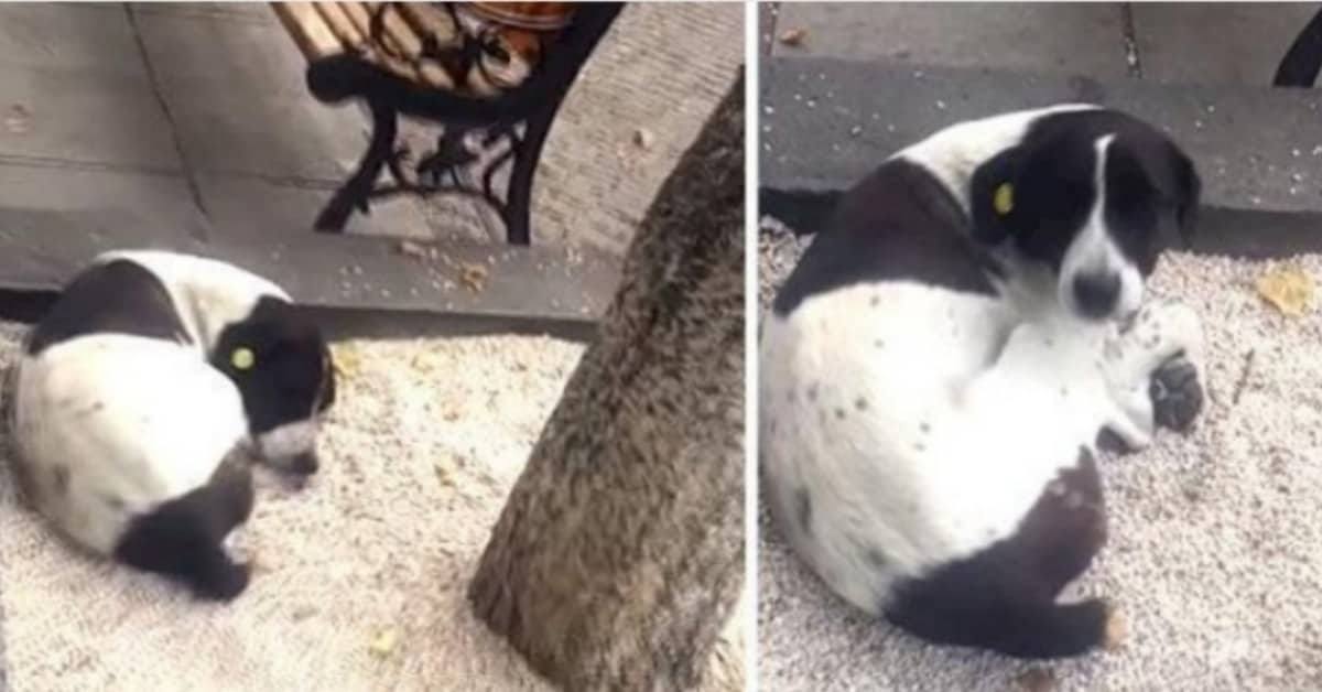 L’emozionante momento in cui Jeorge ritrova il suo papà umano