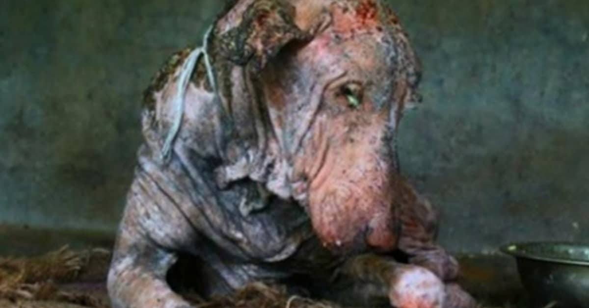 Quando abbiamo visto il cane siamo scoppiati in lacrime
