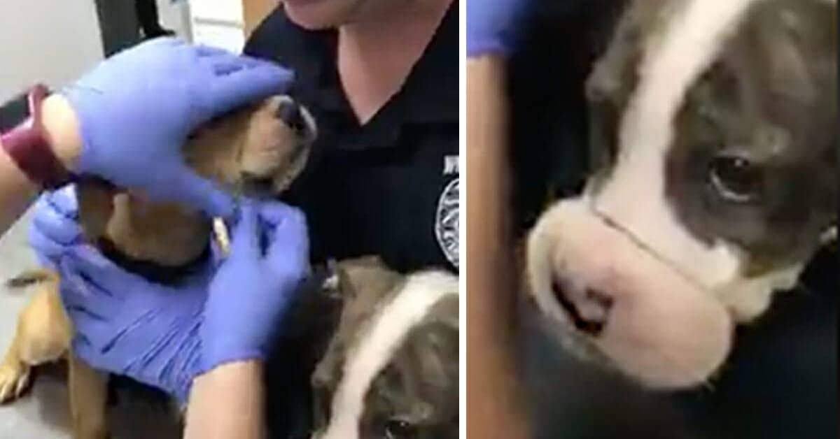 La triste storia dei due cani, maltrattati da una donna