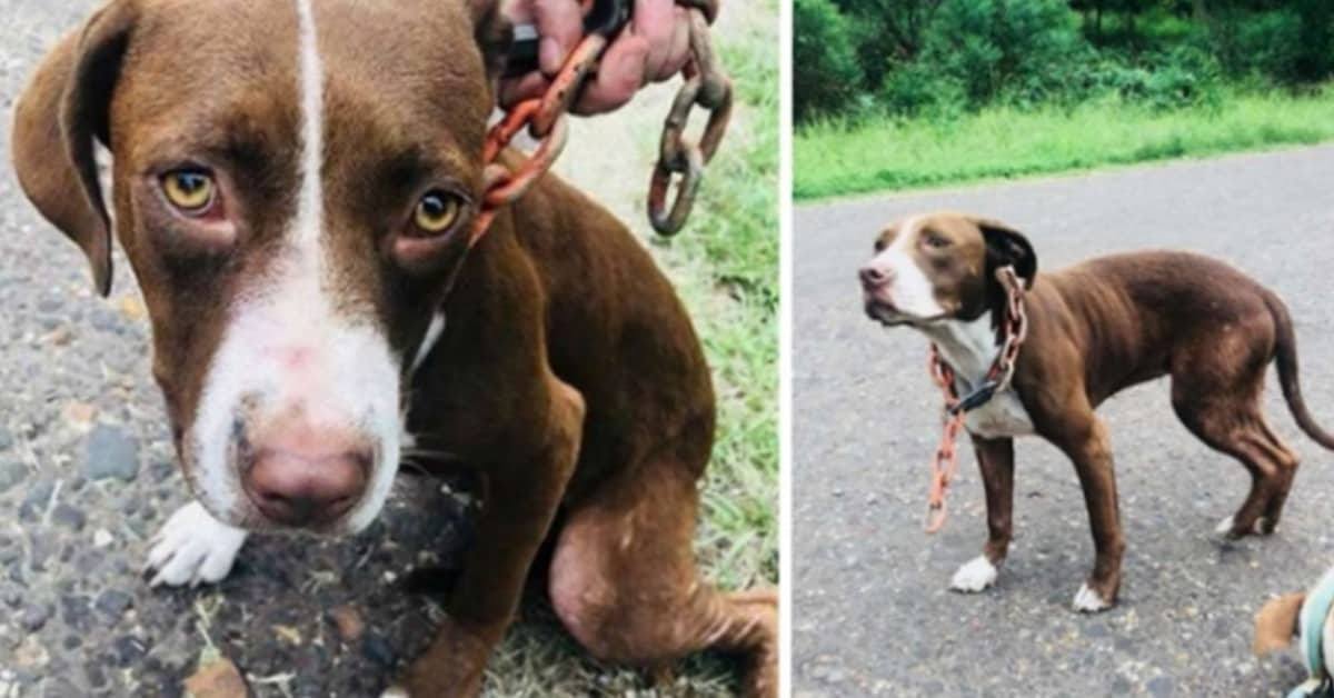 Cani: la triste storia di Dudette